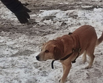 Собаки в Саратове: Видела потерявшуюся собаку Девочка, 1 руб. - фото 3