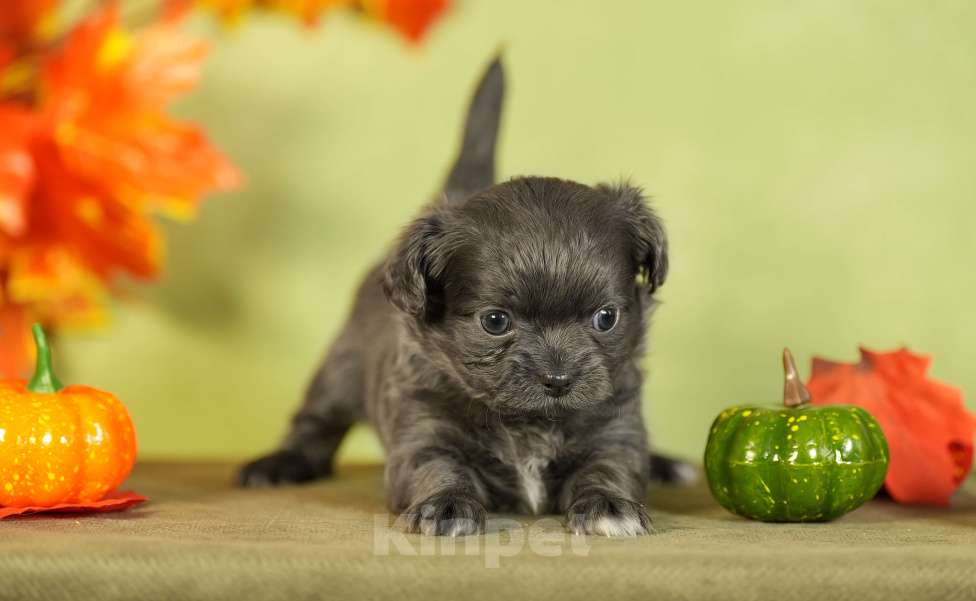 Собаки в Выборге: Голубая девочка длинношёрстная Девочка, 80 000 руб. - фото 2