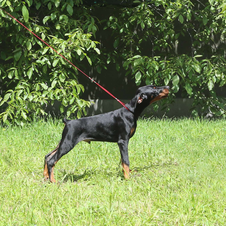 Собаки в Нальчике: Щенки добермана с документами РКФ Мальчик, 55 000 руб. - фото 2