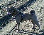 Собаки в Бийске: Шикарный кабель ,окрас лиловый дельют.Ищет подругу, 7 000 руб. - фото 4