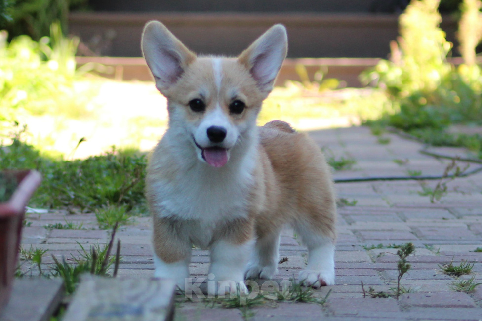 Собаки в Москве: Щенок корги Девочка, Бесплатно - фото 1