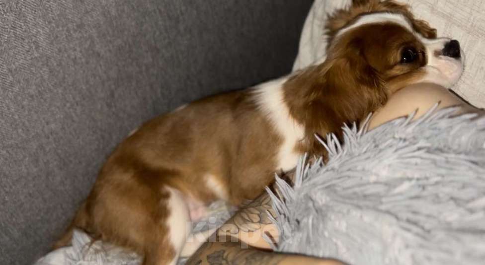 Собаки в Москве: Продается кавалерчик 5 месяцев в любящую семью  Мальчик, 60 000 руб. - фото 4