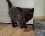 Кошки в Казани: Котёнок в добрые руки  Девочка, Бесплатно - фото 2