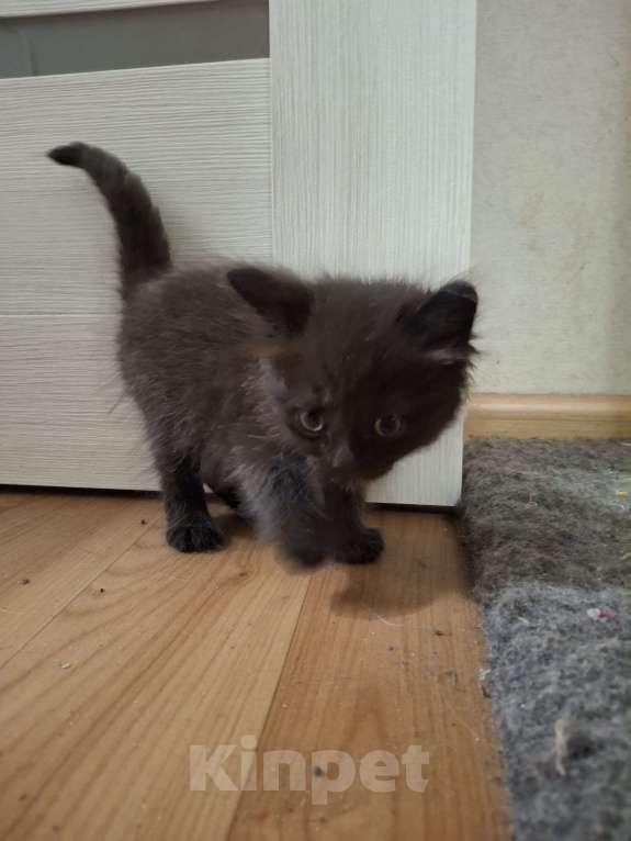 Кошки в Казани: Котёнок в добрые руки  Девочка, Бесплатно - фото 2