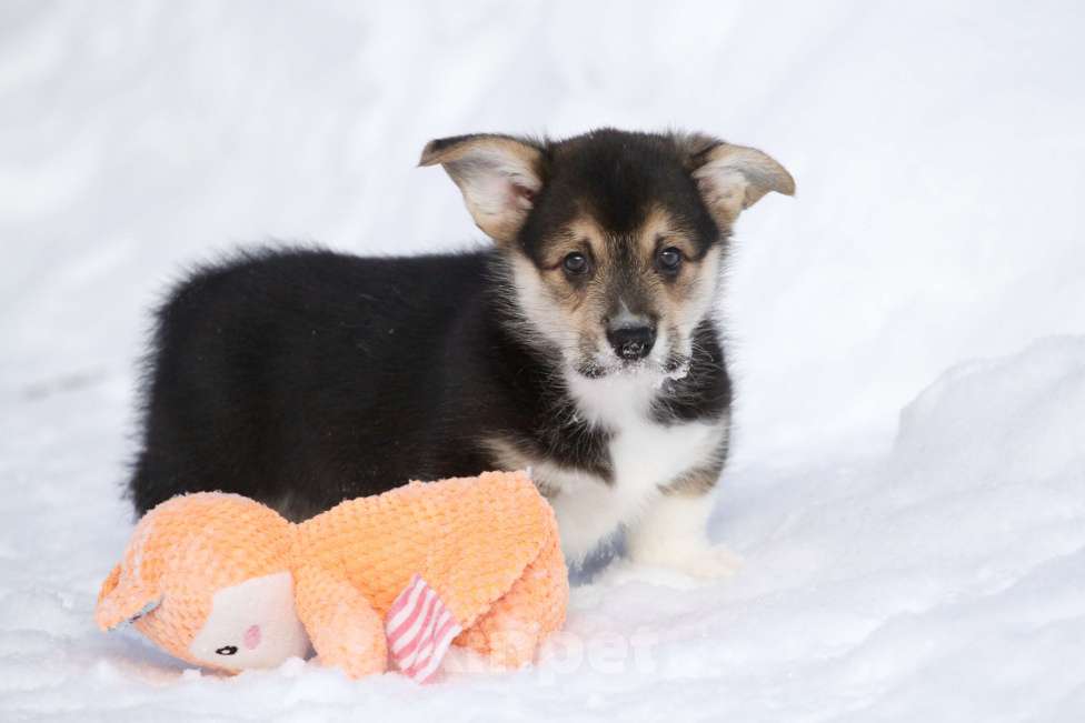 Собаки в Москве: Вельш корги пемброк Мальчик, 45 000 руб. - фото 2