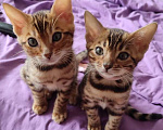 Кошки в Санкт-Петербурге: 2 мальчика  Мальчик, 25 000 руб. - фото 1