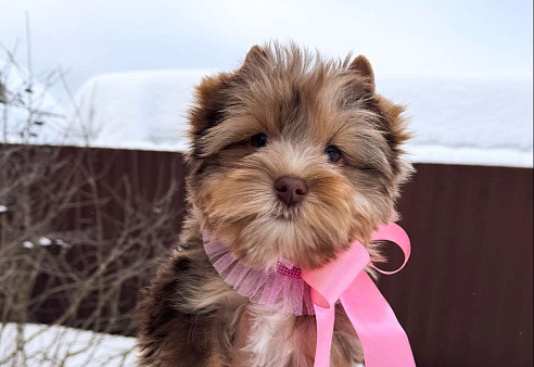 Девочка шоко мерле, красотка