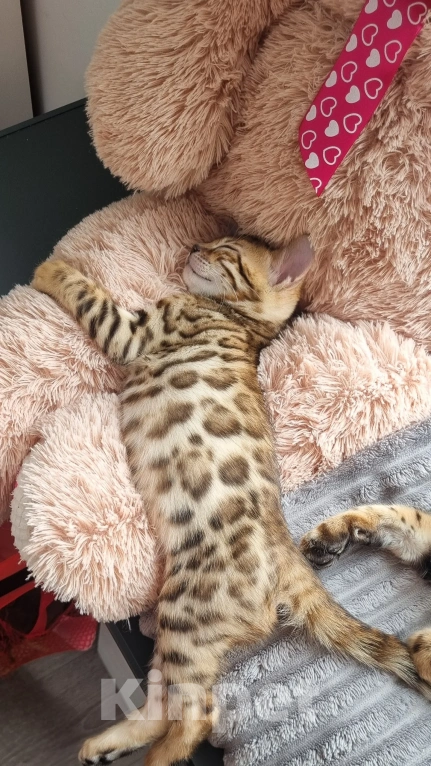 Кошки в Сургуте: Бенгальские котята Мальчик, 22 000 руб. - фото 3