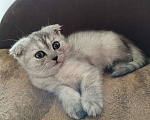 Кошки в Люберцах: Шотландский вислоухий котик Мальчик, 8 000 руб. - фото 3