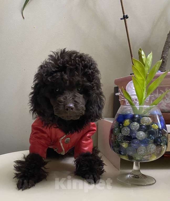 Собаки в Москве: Щенки пуделя Девочка, 80 000 руб. - фото 8