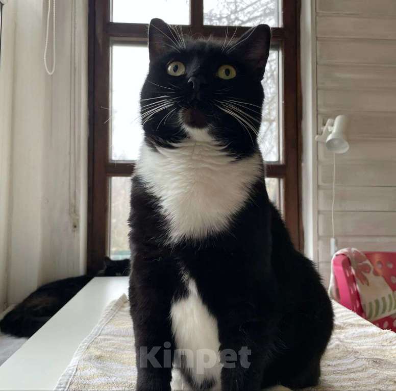 Кошки в Москве: Самая ласковая кошечка Василиса мечтает о доме Девочка, Бесплатно - фото 3