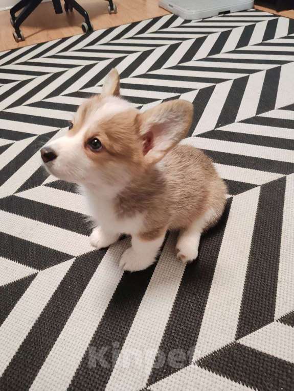 Собаки в Москве: Вельш Корги Пемброк, щенок Девочка, 35 000 руб. - фото 6