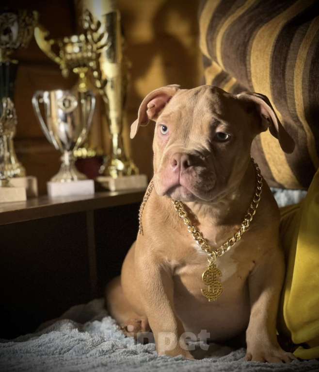 Собаки в Москве: Американский булли щенок Мальчик, 150 000 руб. - фото 2