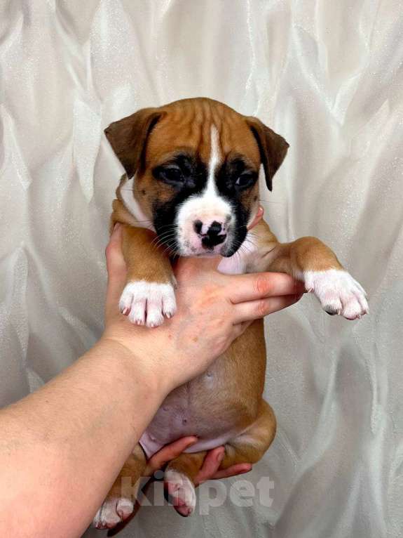 Собаки в Москве: Крутая девочка амстаффа  Девочка, 80 000 руб. - фото 2