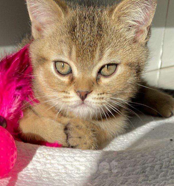 Кошки в Нижнем Новгороде: Шиншилловый шотландский чемпион Мальчик, Бесплатно - фото 8