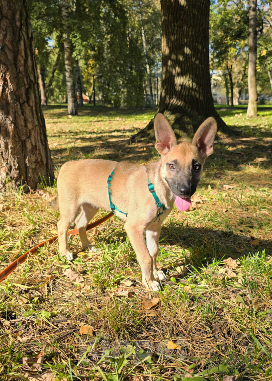 Собаки в Мытищах: Милая Шелби Девочка, Бесплатно - фото 7