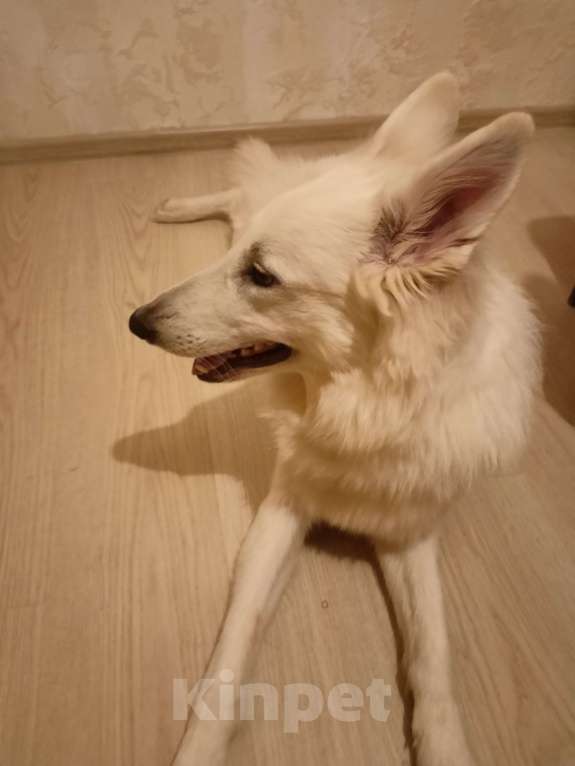 Собаки в Кирове: Швейцарская овчарка Девочка, 8 000 руб. - фото 4