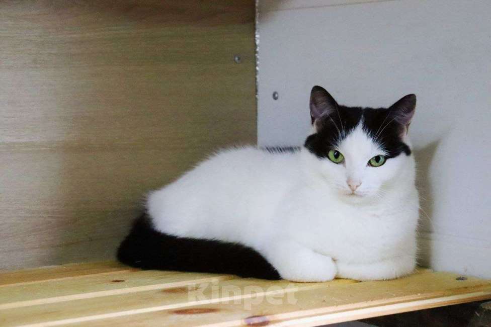 Кошки в Москве: Кошечка Тося ищет дом Девочка, Бесплатно - фото 3