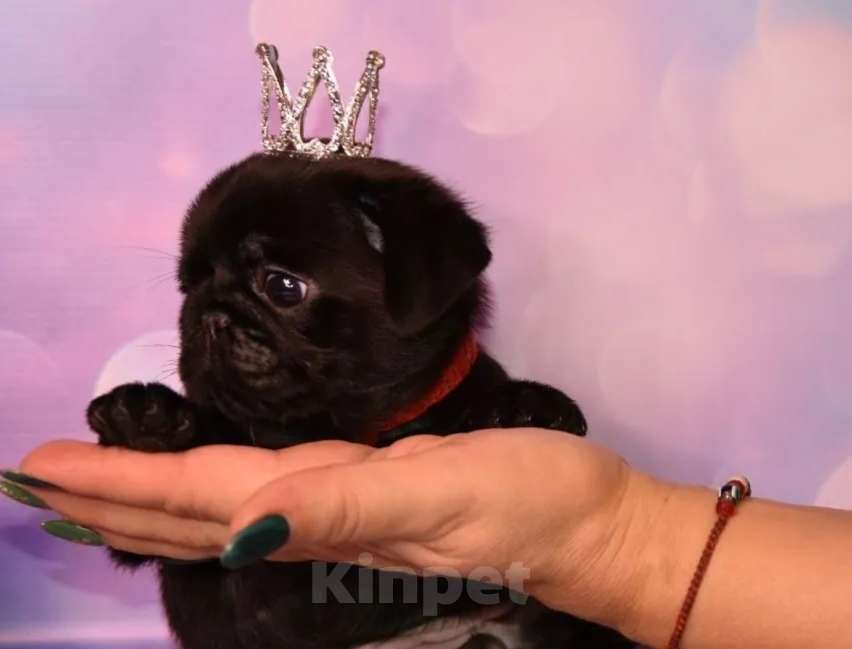 Собаки в Ростове-на-Дону: Щенки мопса  Девочка, 60 000 руб. - фото 1