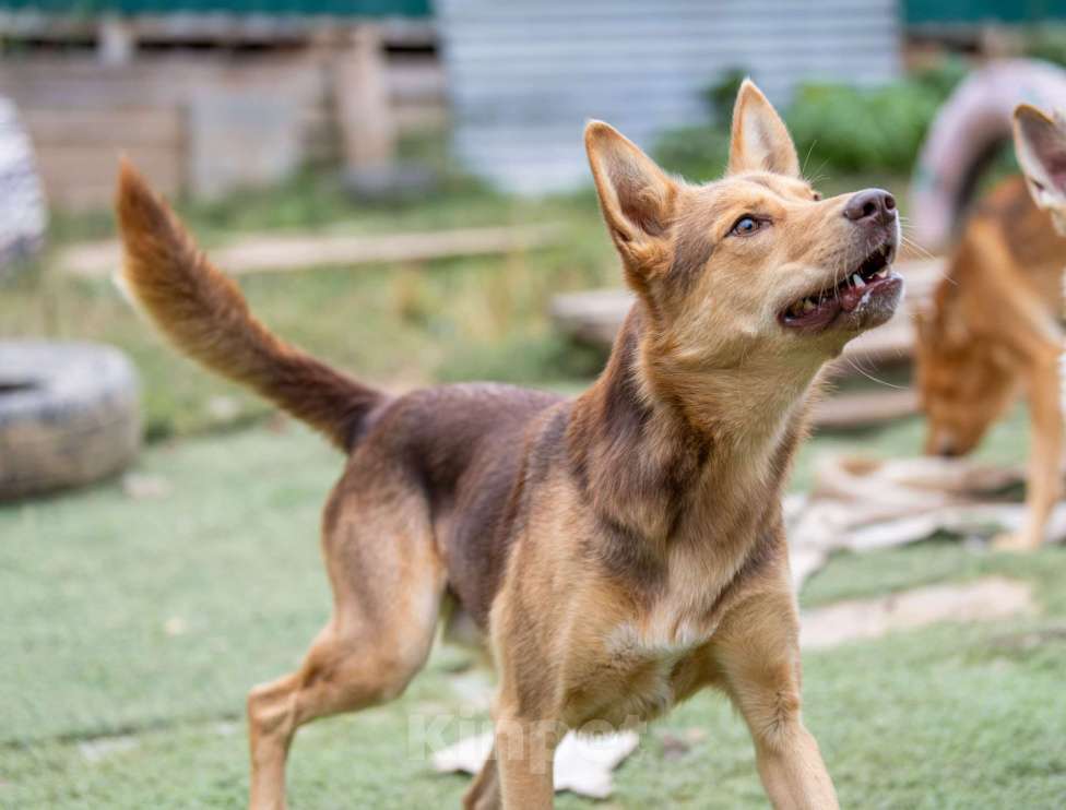 Собаки в Москве: Шерлок Мальчик, Бесплатно - фото 2