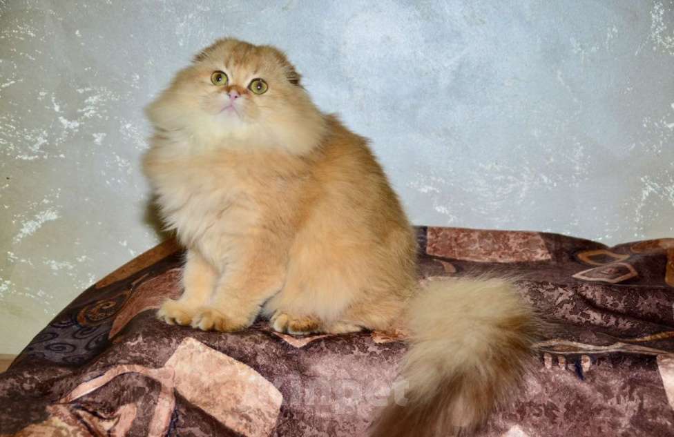 Кошки в Москве: Девочка хайленд фолд Девочка, 35 000 руб. - фото 1