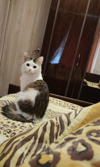 Кошки в Москве: Нашедшим гарантированный вознаграждение 2000р Девочка, 2 000 руб. - фото 2