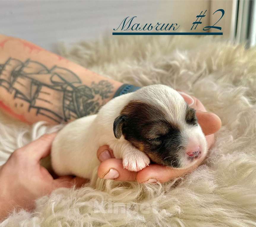 Собаки в Москве: Щенки Джек Рассел  Мальчик, 17 000 руб. - фото 3