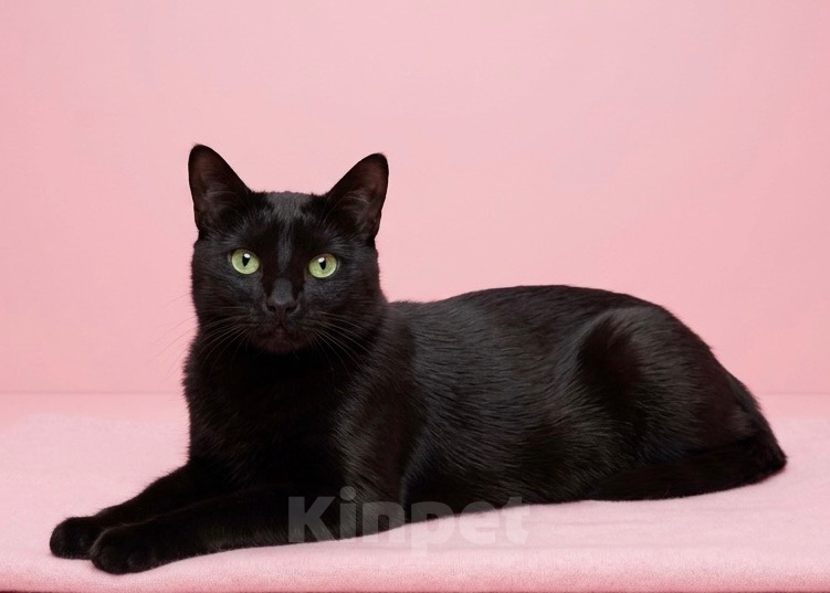 Кошки в Санкт-Петербурге: Черная кошка в добрые руки Девочка, Бесплатно - фото 1