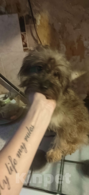 Собаки в Екатеринбурге: Щенок помапу Мальчик, 35 000 руб. - фото 1