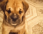 Собаки в Краснодаре: щенок  майорского  мастифа  (как де бо), 30 000 руб. - фото 1