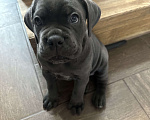 Собаки в других городах Московской области: Щенки кане-корсо Девочка, 45 000 руб. - фото 3