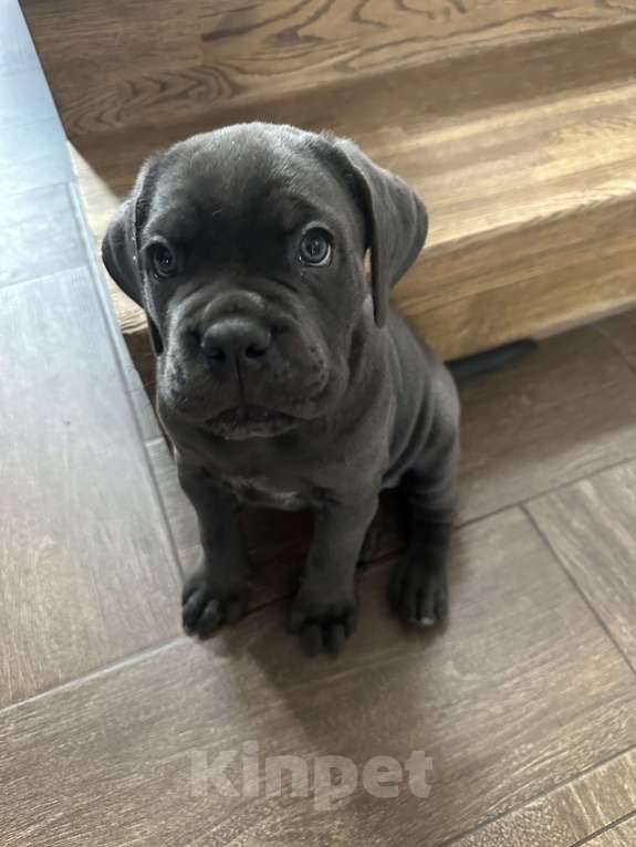 Собаки в других городах Московской области: Щенки кане-корсо Девочка, 45 000 руб. - фото 3