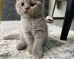 Кошки в Батайске: Наш любимчик 😻  Мальчик, Бесплатно - фото 4