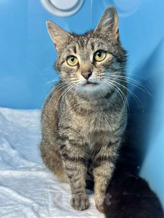 Кошки в Санкт-Петербурге: Котята мальчики под бронь! И мамочка тоже. супер ласковая. Мальчик, Бесплатно - фото 8