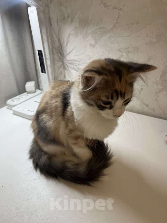 Кошки в Ростове-на-Дону: Манчкин котенок  Девочка, 7 000 руб. - фото 10