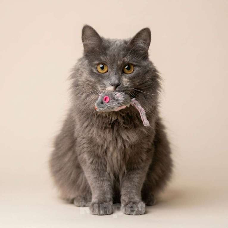 Кошки в Москве: кошка Хлоя в добрые руки Девочка, Бесплатно - фото 6