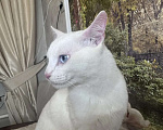 Кошки в Раменском: Ищет дом белоснежный кот по кличке Кай Мальчик, Бесплатно - фото 8