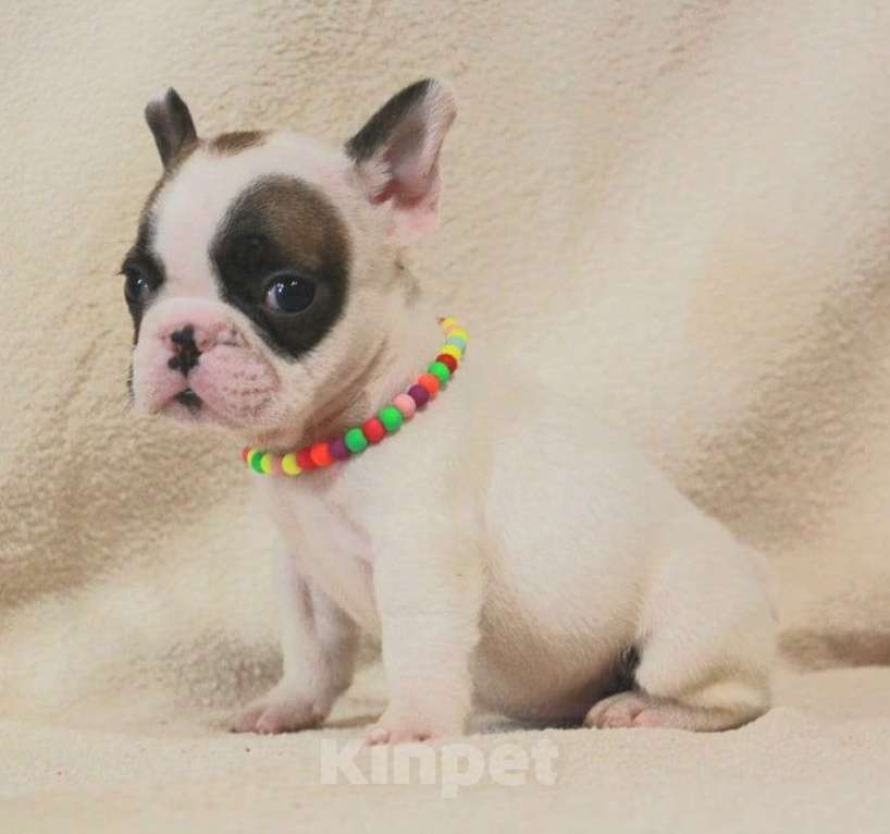 Собаки в Москве: Очаровательная француженка Девочка, 130 000 руб. - фото 5