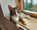 Кошки в Москве: Котик Лучик ищет дом! Мальчик, Бесплатно - фото 7