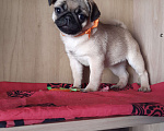 Собаки в Новосибирске: Девчушка мопса Девочка, 40 000 руб. - фото 1