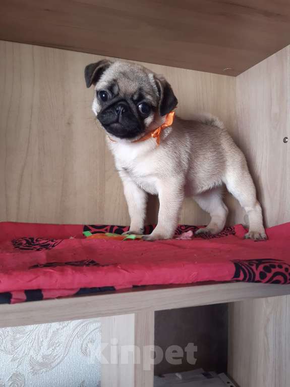 Собаки в Новосибирске: Девчушка мопса Девочка, 40 000 руб. - фото 1