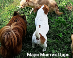 Собаки в Санкт-Петербурге: Милейший чихуахуа белый с рыжими пятнами Мальчик, 25 000 руб. - фото 6