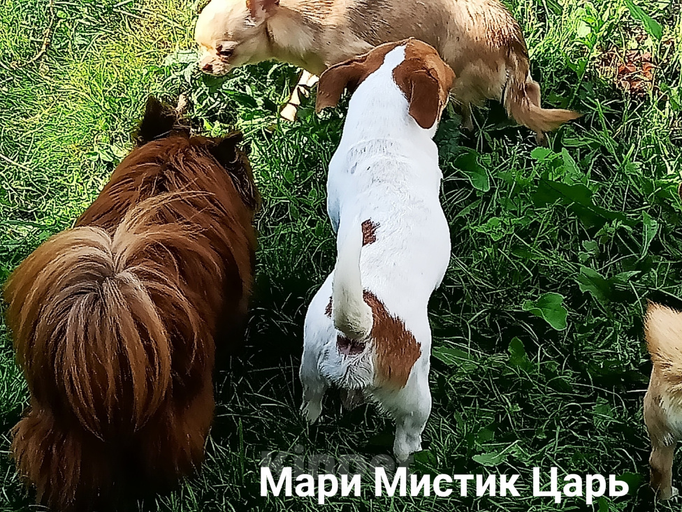 Собаки в Санкт-Петербурге: Милейший чихуахуа белый с рыжими пятнами Мальчик, 25 000 руб. - фото 6