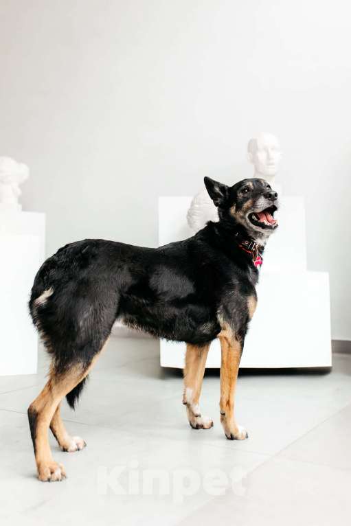 Собаки в Москве: Вега — нежная душа, которая всю свою жизнь провела в приюте Девочка, Бесплатно - фото 4