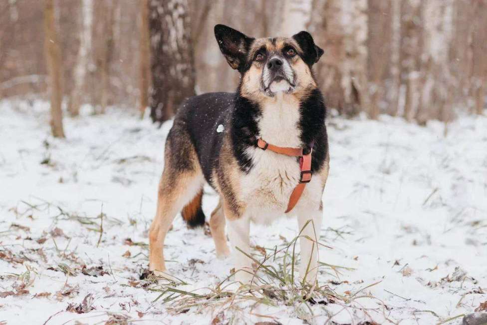 Собаки в Москве: Сью ищет дом Девочка, Бесплатно - фото 6