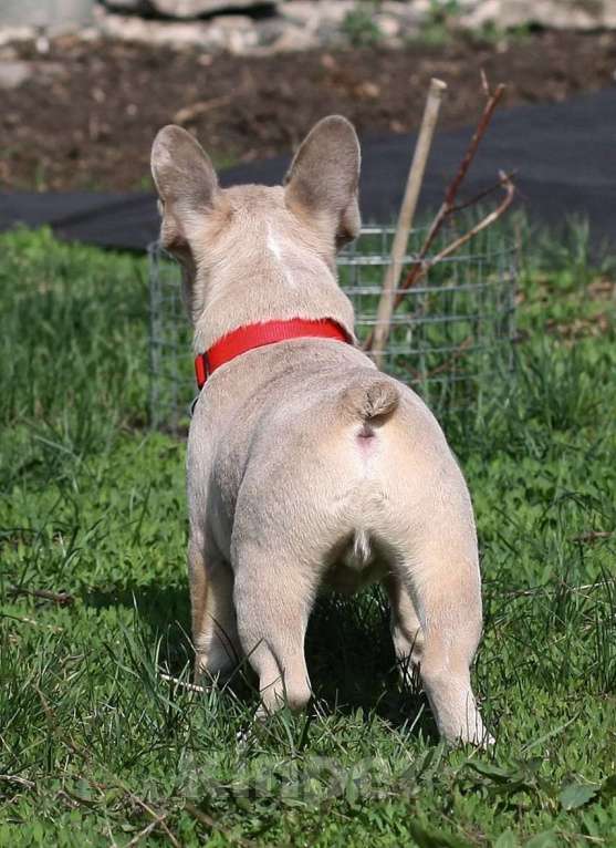 Собаки в Тольятти: Французский бульдог мини Мальчик, 80 000 руб. - фото 4