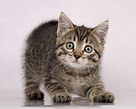 Кошки в Москве: Серый полосатый котенок Пончик в добрые руки Мальчик, 1 руб. - фото 1