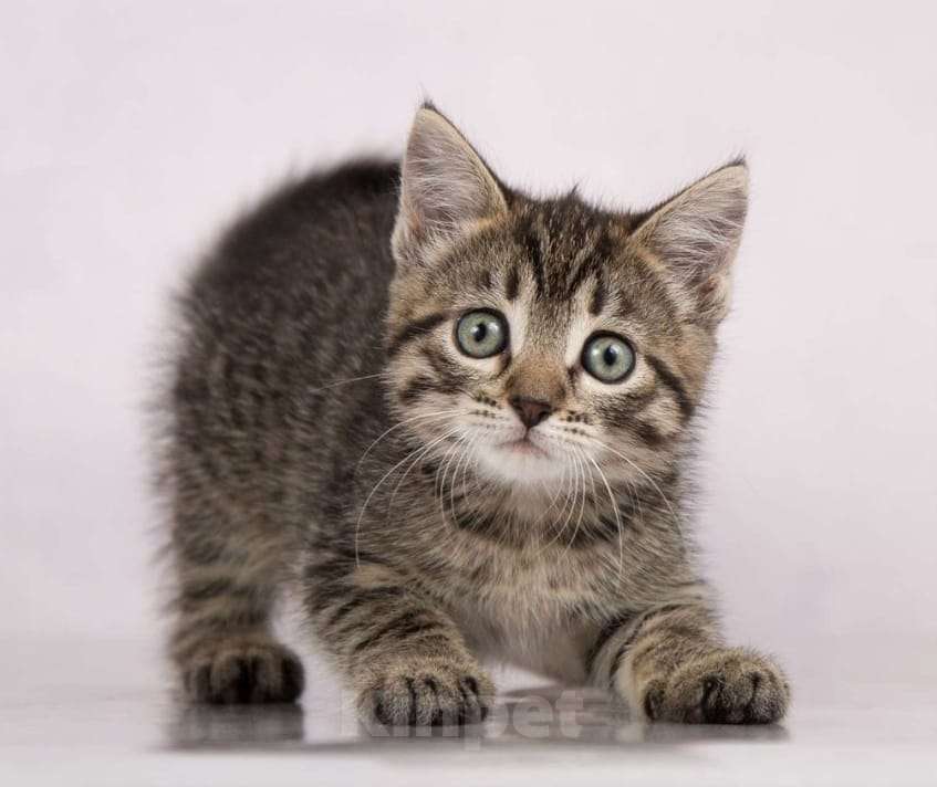 Кошки в Москве: Серый полосатый котенок Пончик в добрые руки Мальчик, 1 руб. - фото 1