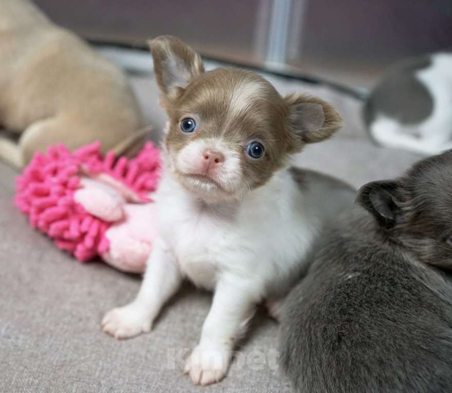 Собаки в Москве: Бело-лиловый мальчик чихуахуа Мальчик, 50 000 руб. - фото 3