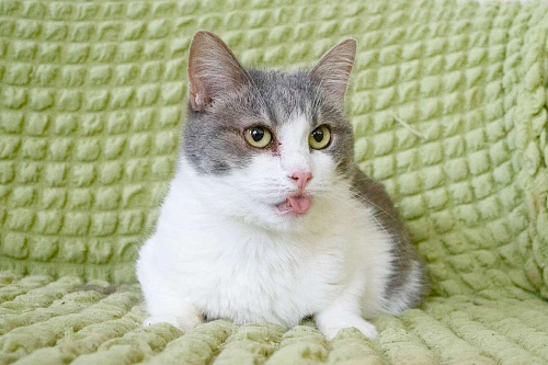 Некрасивая кошка ищет дом и семью. В добрые руки